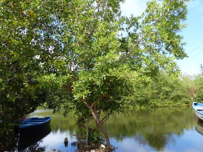 Avicennia germinans