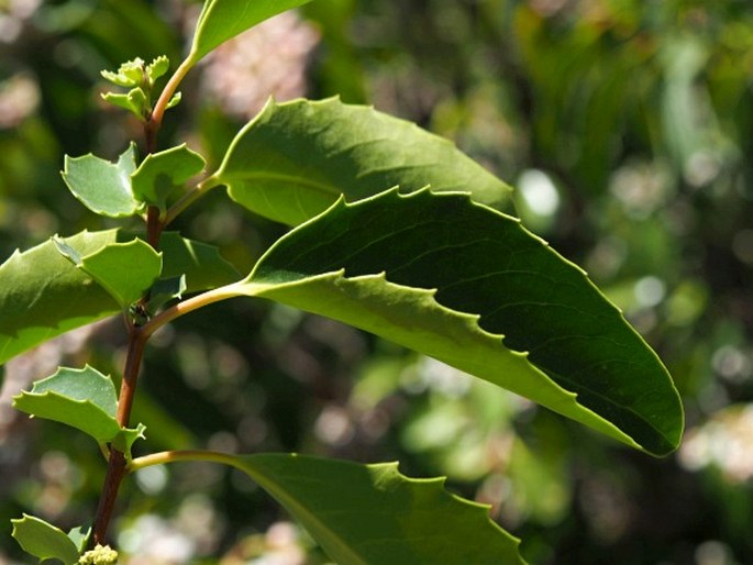 Azara petiolaris