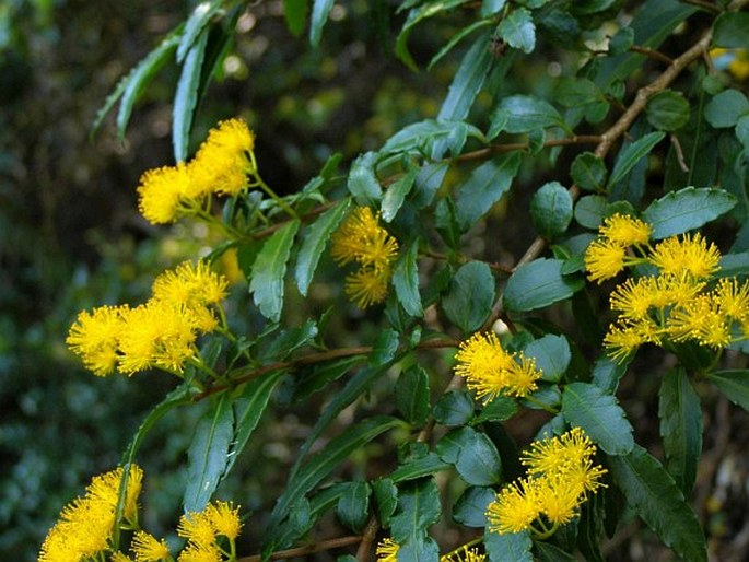 Azara lanceolata