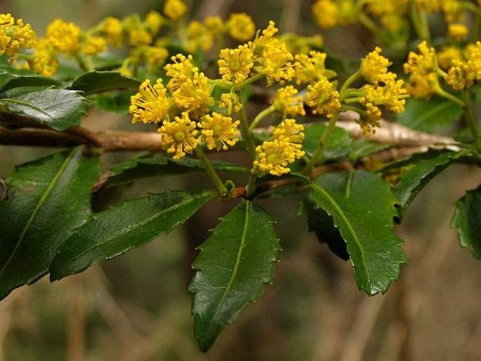 Azara lanceolata