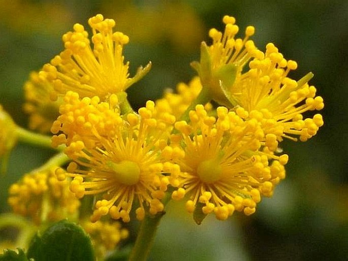 Azara lanceolata