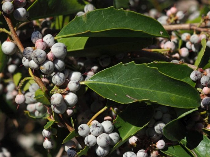 Azara petiolaris