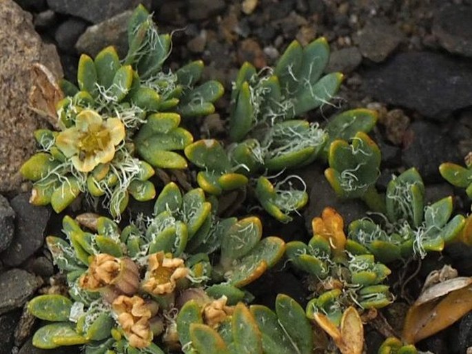 Azorella fuegiana