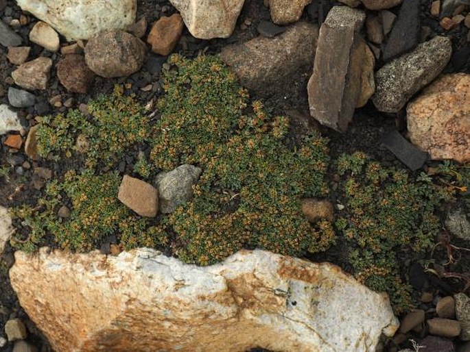 Azorella fuegiana