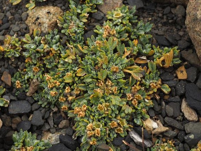 Azorella fuegiana