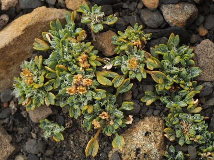 Azorella fuegiana