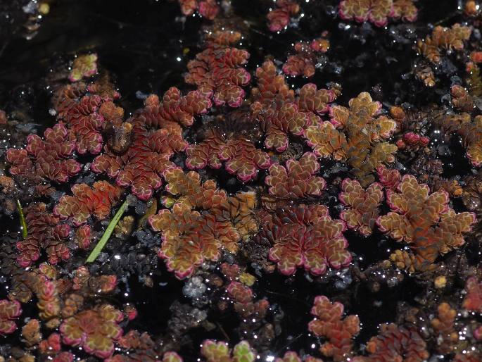 Azolla filiculoides