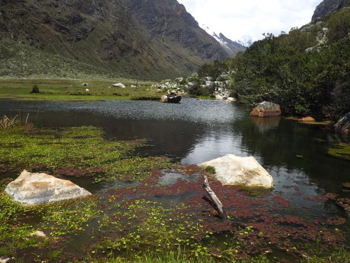 Azolla filiculoides