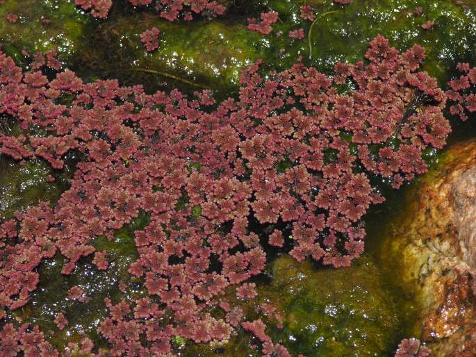 Azolla filiculoides