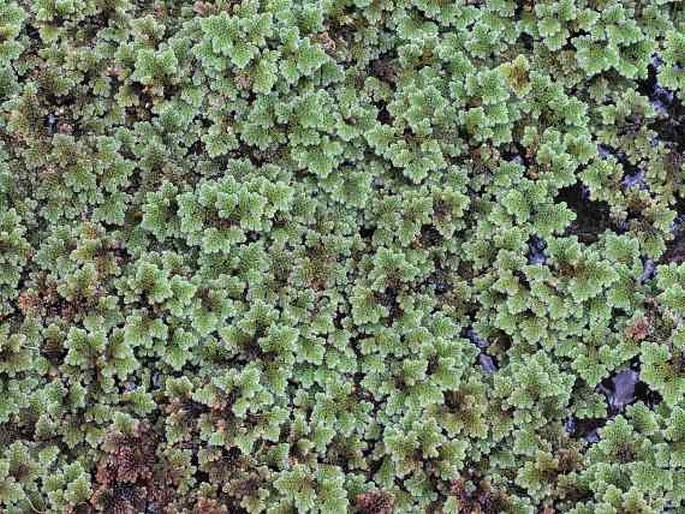 Azolla pinnata