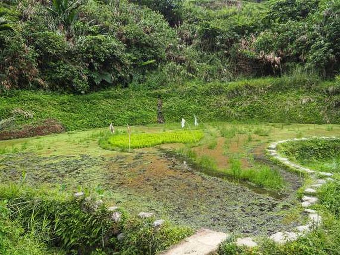 Azolla pinnata