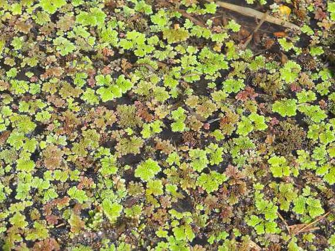 Azolla pinnata