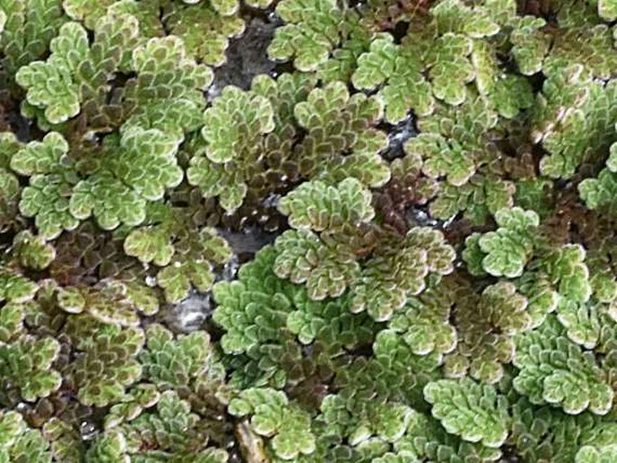 Azolla pinnata