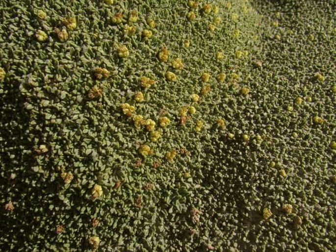 Azorella compacta