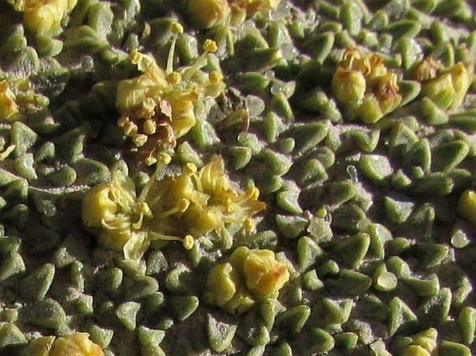 Azorella compacta