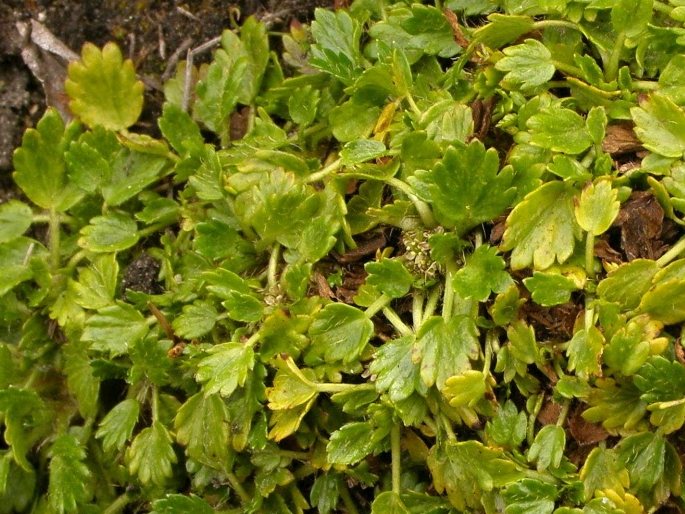 Azorella crenata