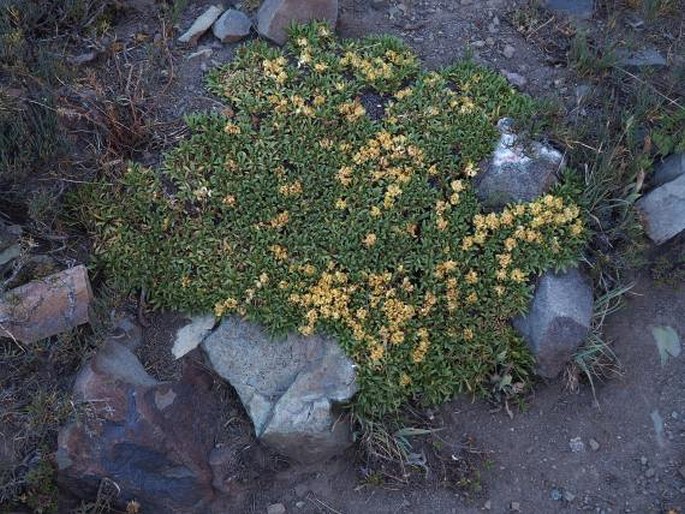 Azorella ruizii