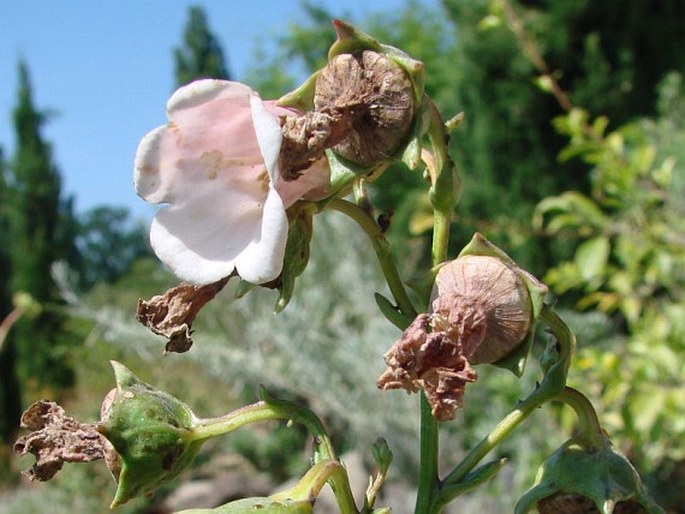 Azorina vidalii