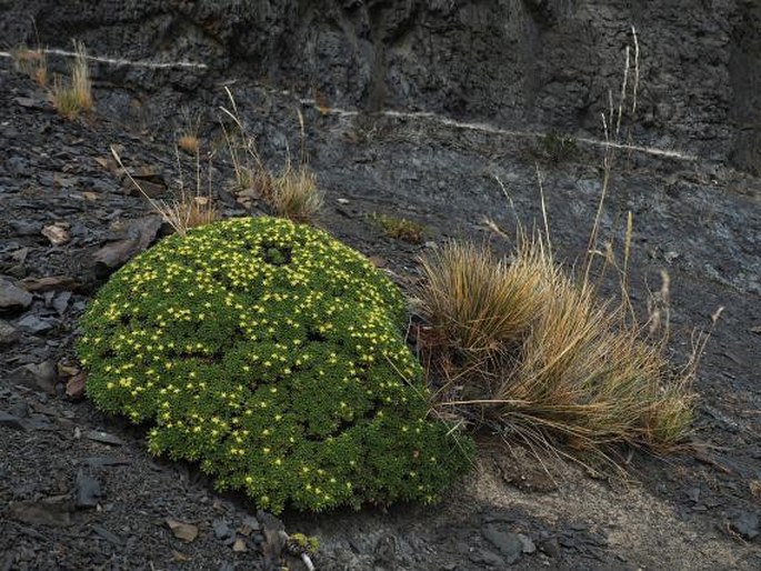 Azorella monantha