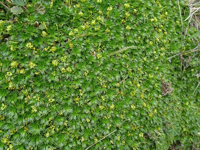 Azorella pedunculata