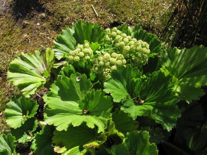 Azorella polaris