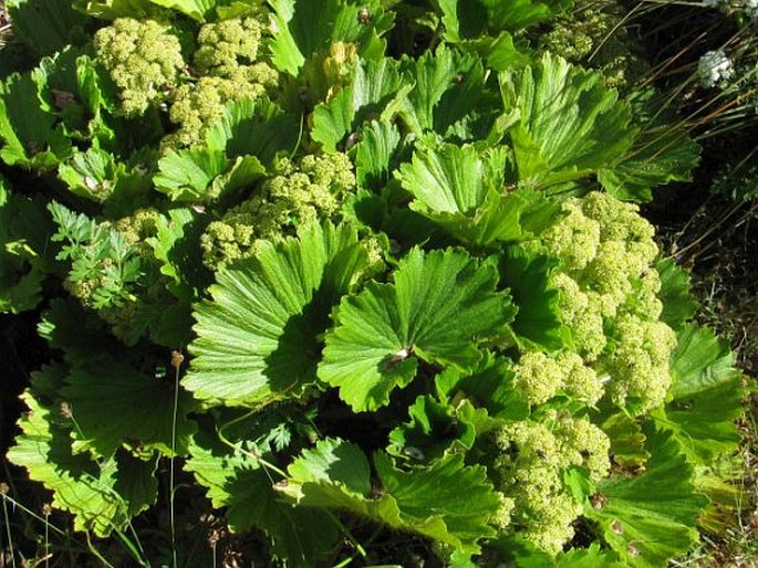 Azorella polaris