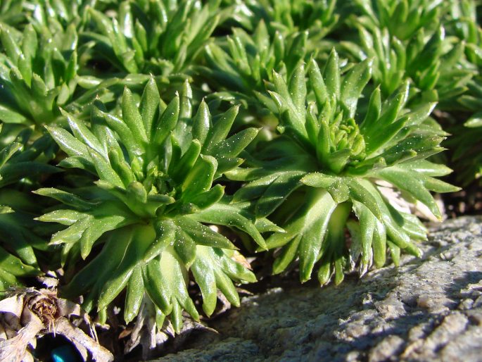 Azorella trifurcata