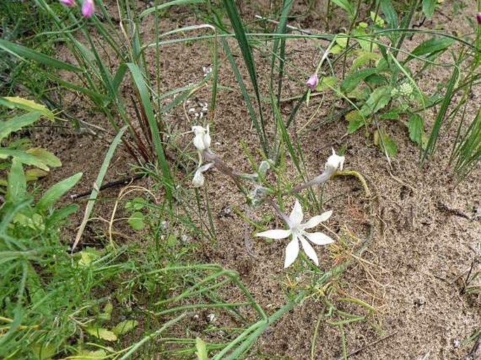 Babiana tubulosa