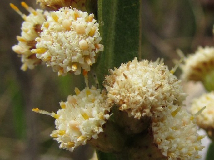 Baccharis genistelloides