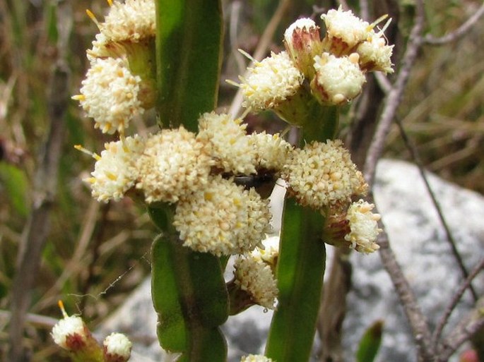 Baccharis genistelloides