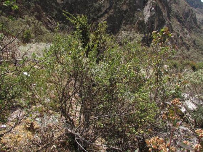 Baccharis grandicapitulata