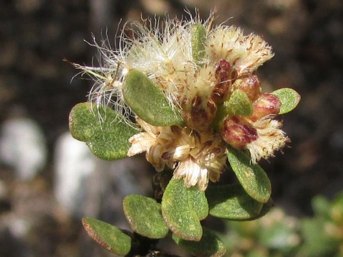 Baccharis grandicapitulata