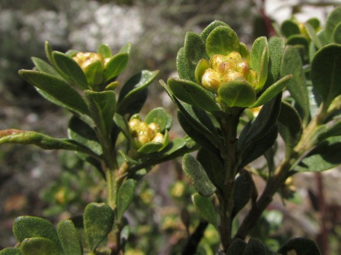 Baccharis grandicapitulata