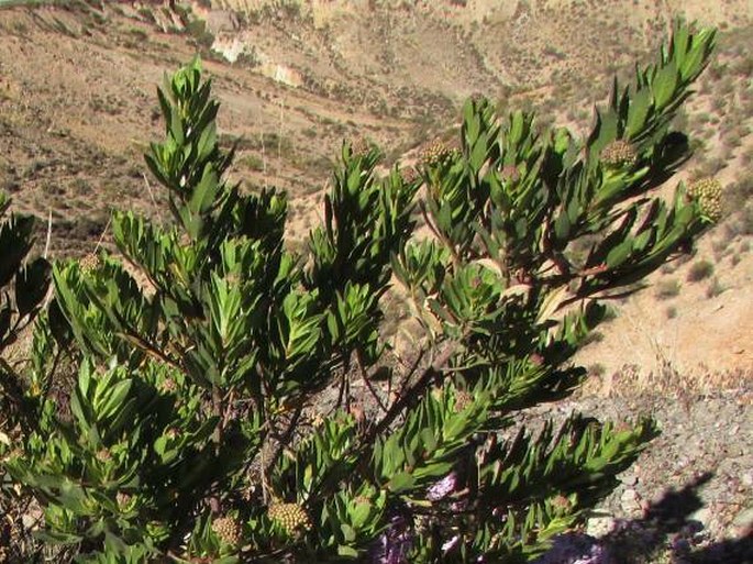 Baccharis scandens