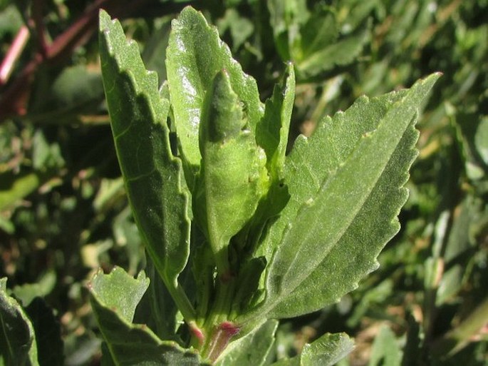 Baccharis scandens