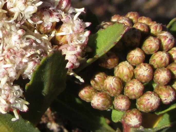 Baccharis scandens