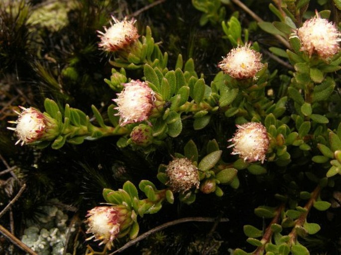 Baccharis alpina