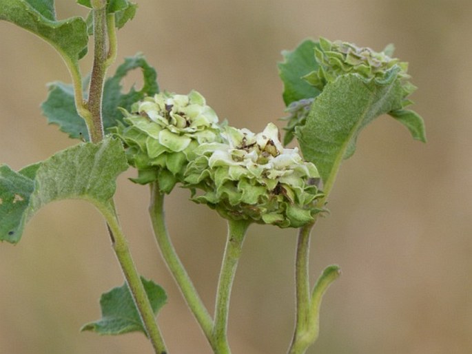 Baccharoides adoensis