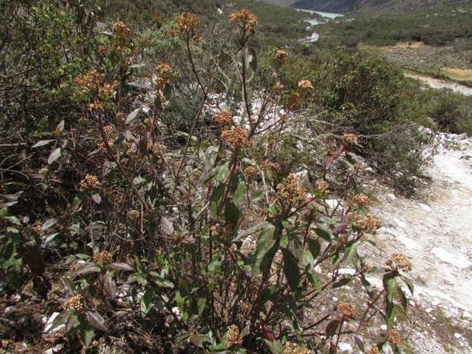 Baccharis latifolia