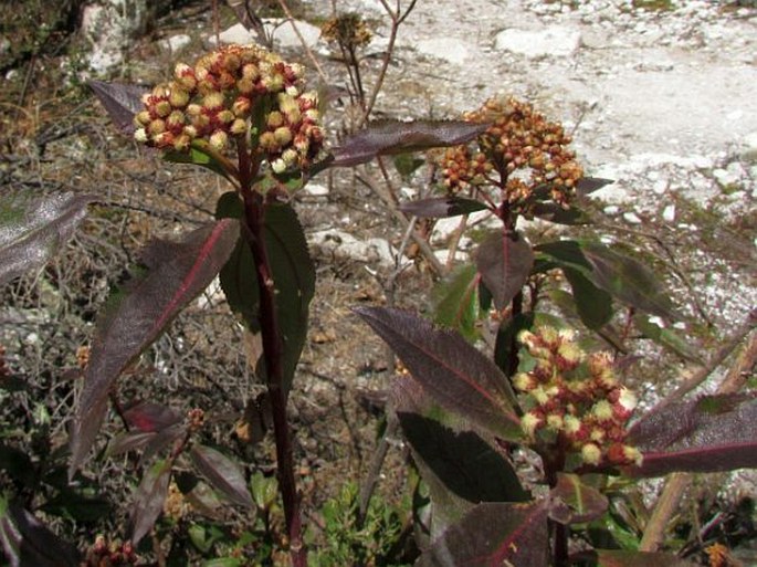 Baccharis latifolia