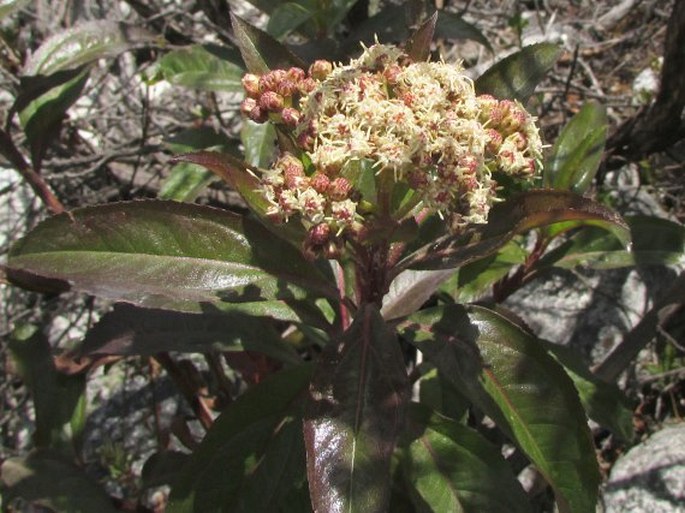 Baccharis latifolia