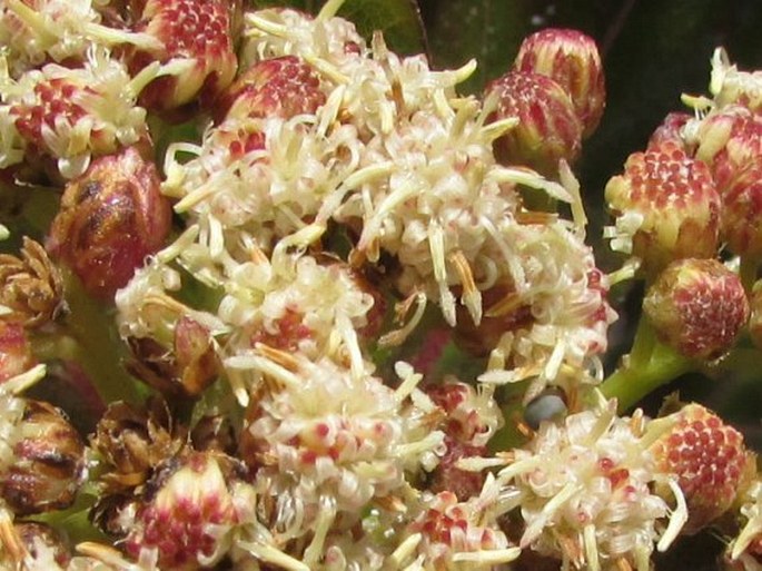 Baccharis latifolia