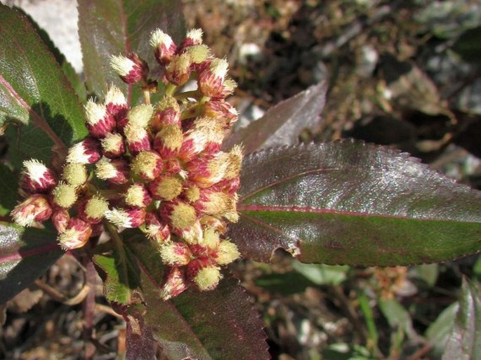 Baccharis latifolia