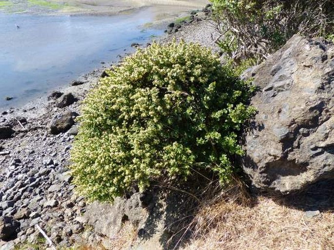 Baccharis pilularis