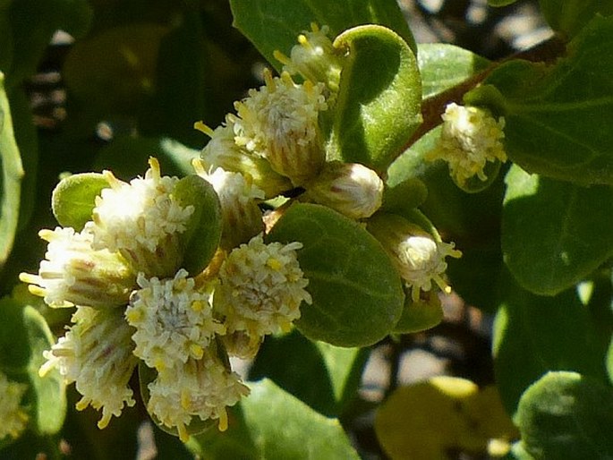 Baccharis pilularis