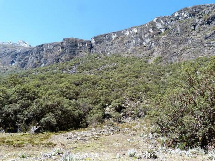 Baccharis tricuneata