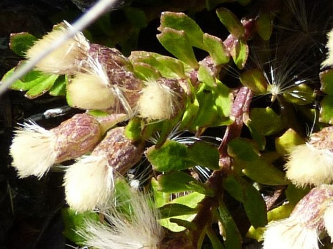 Baccharis tricuneata