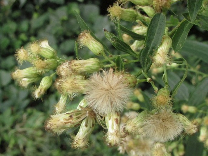 Baccharis punctulata