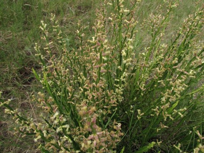 Baccharis trimera