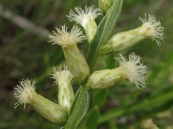 Baccharis trimera